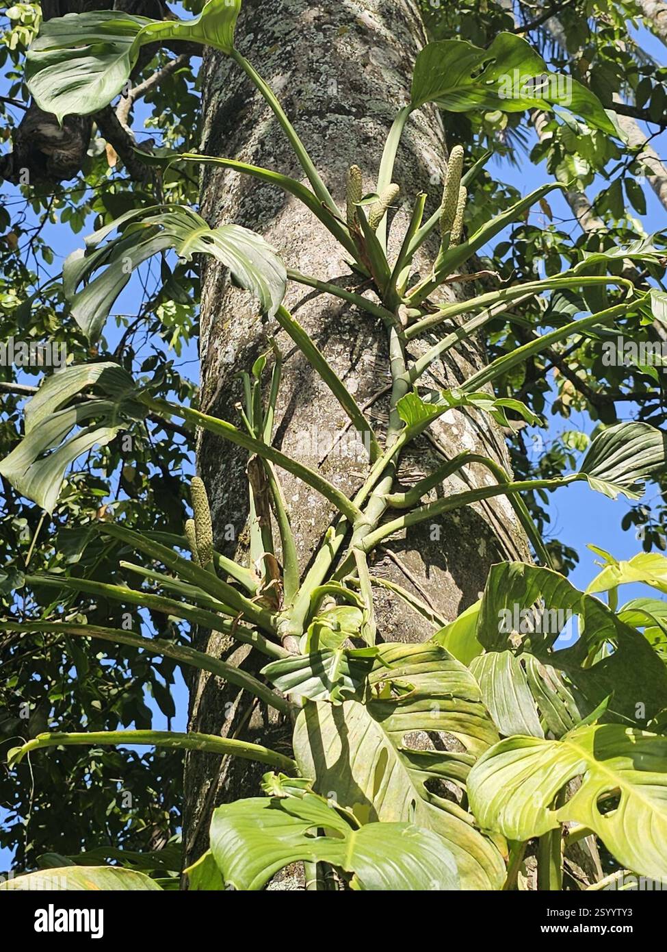 Monstera), Plantae, Rainville, Paramaribo, Suriname Stock Photo - Alamy