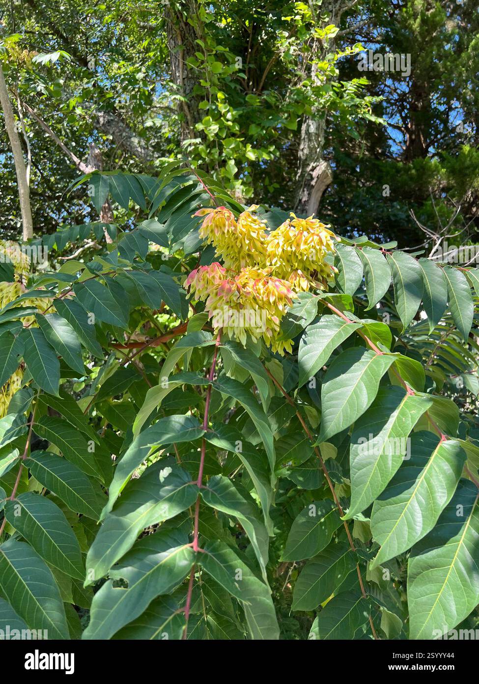 tree-of-heaven (Ailanthus altissima), Plantae, Assawoman Canal Trail ...