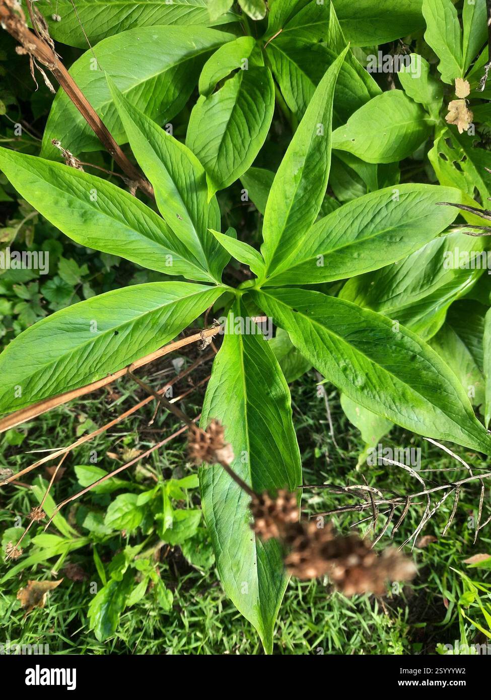 green dragon (Arisaema dracontium), Plantae, Millbrook, NY 12545, USA ...