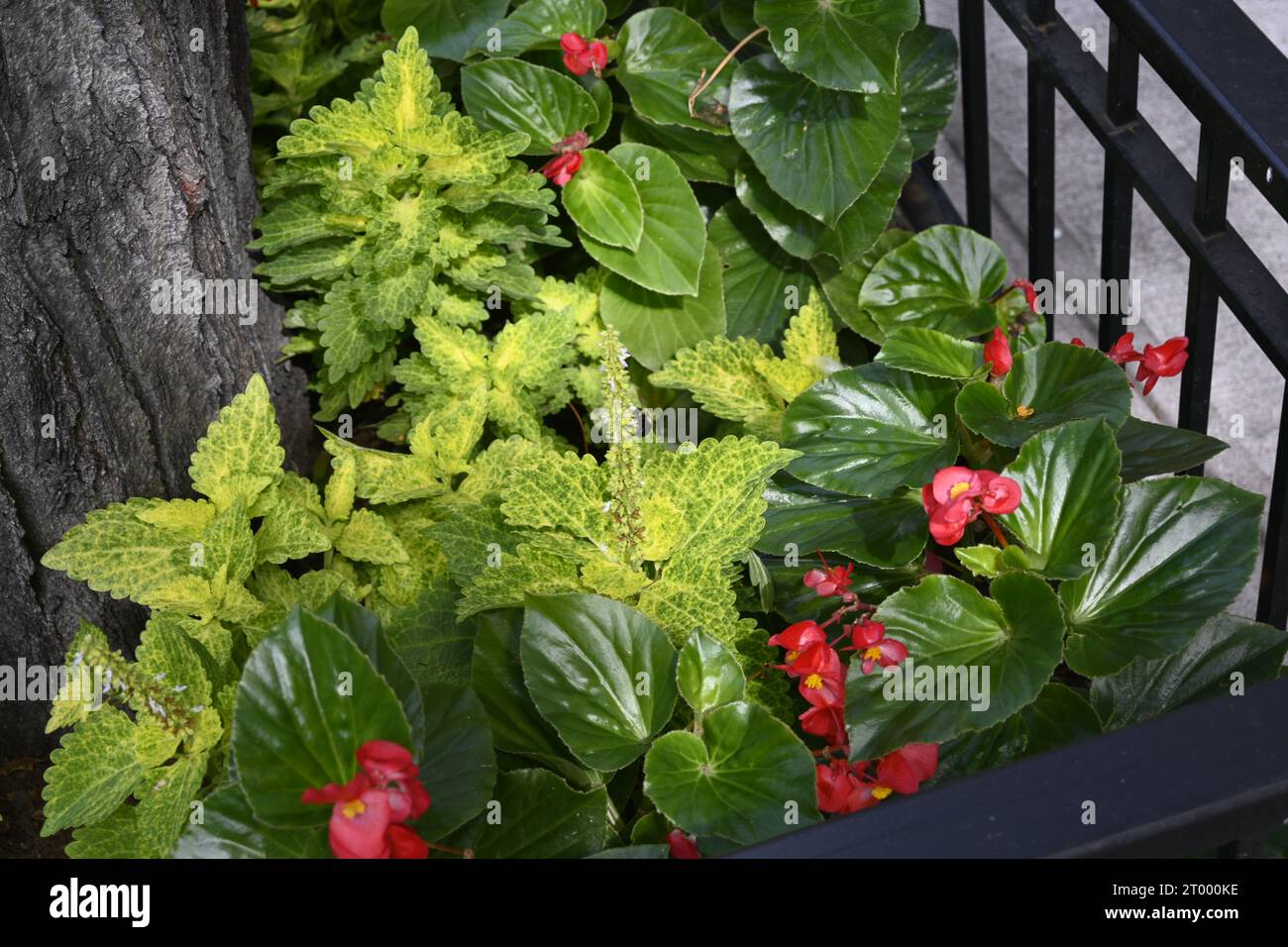 Flowers in New York City Stock Photo - Alamy