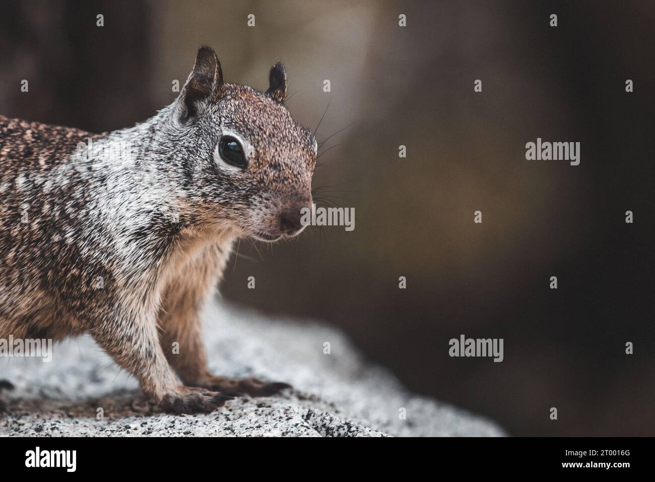 A closeup of a squirrel in the Dolomites, California, USA Stock Photo