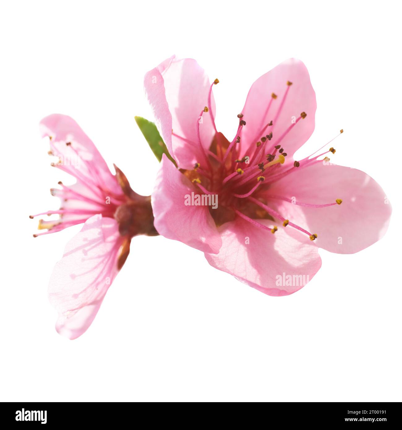 Almond pink flowers Stock Photo