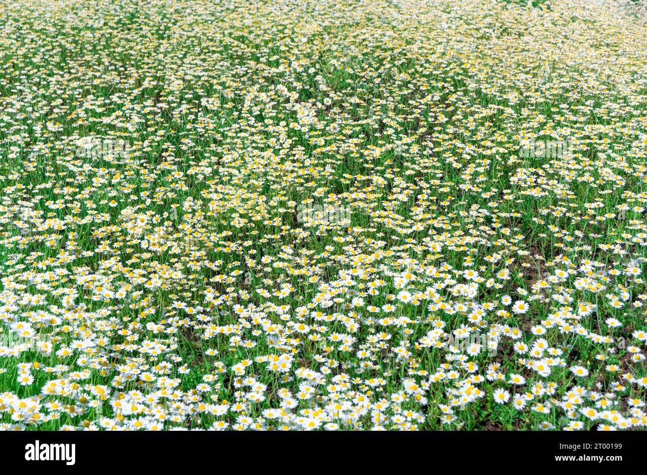 Daisy green background hi-res stock photography and images - Alamy