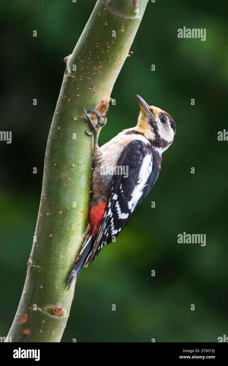 A scenic view of a great spotted woodpecker perched on a wooden branch on a blurred background Stock Photo