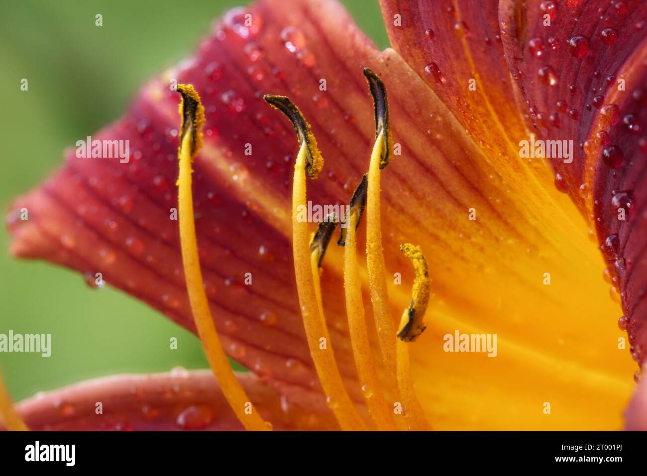 Close up of a red and orange lily. Stock Photo