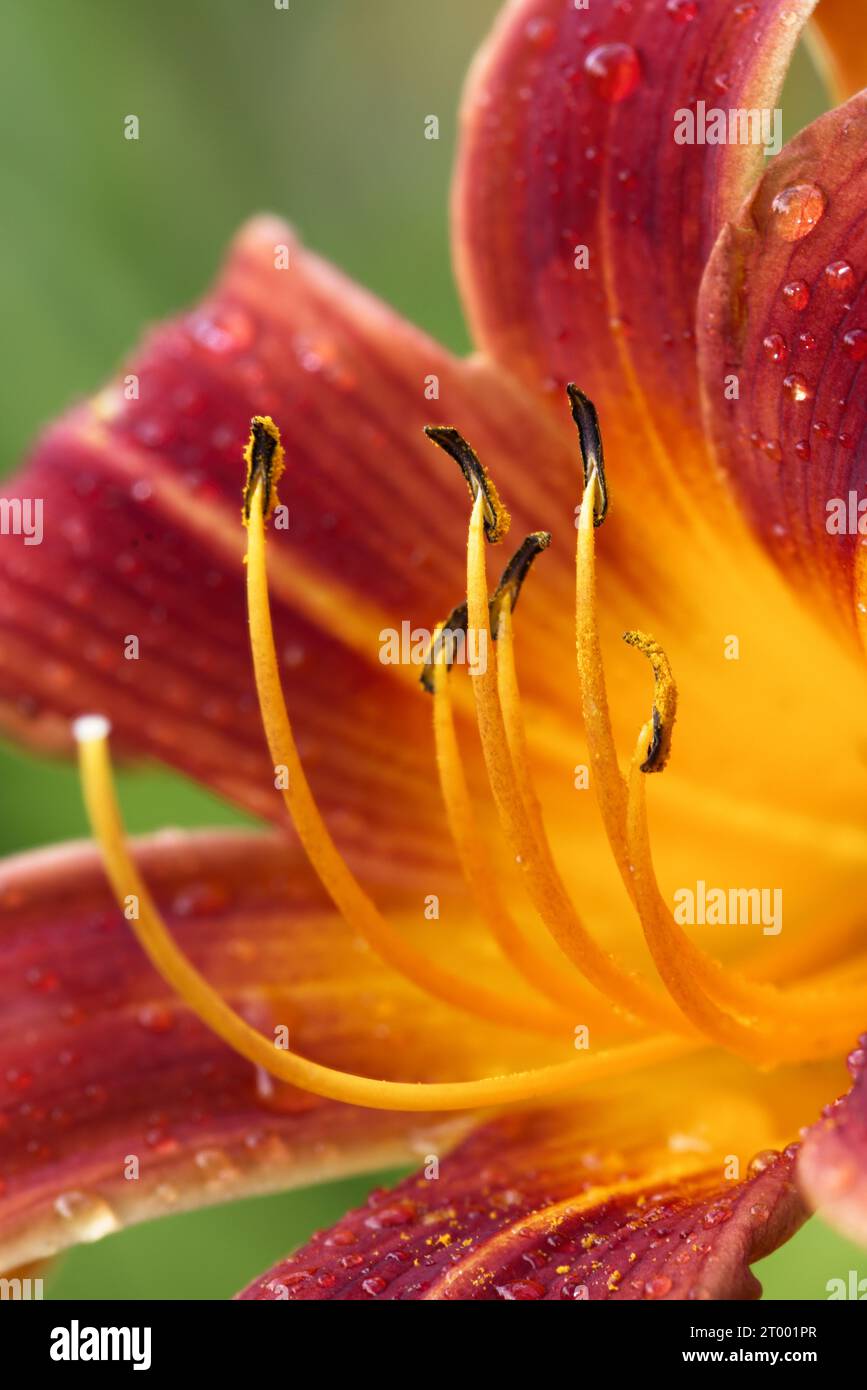 The pistils of a red and orange lily. Stock Photo