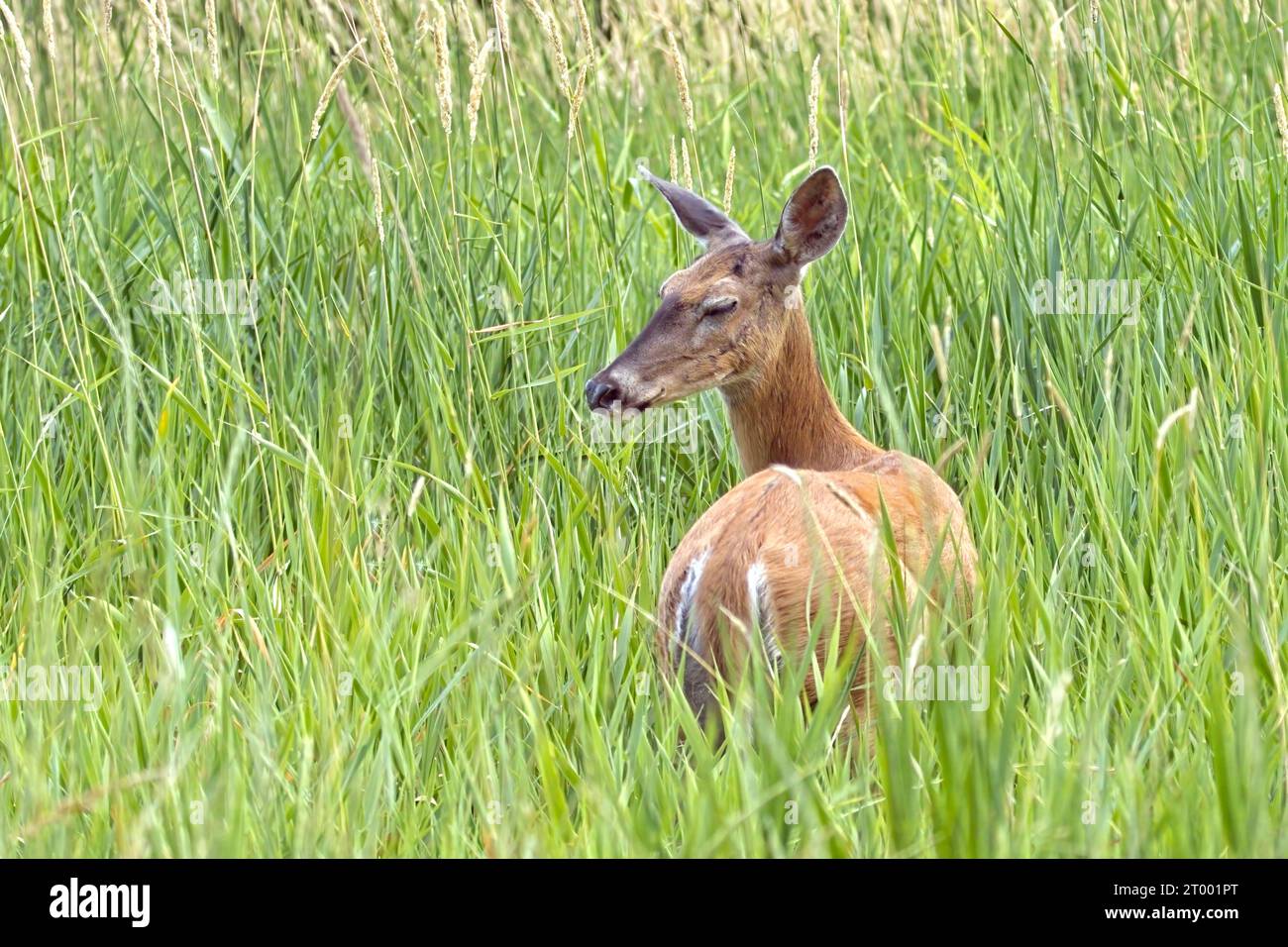 Deer moving around in tall grass Stock Photo Alamy