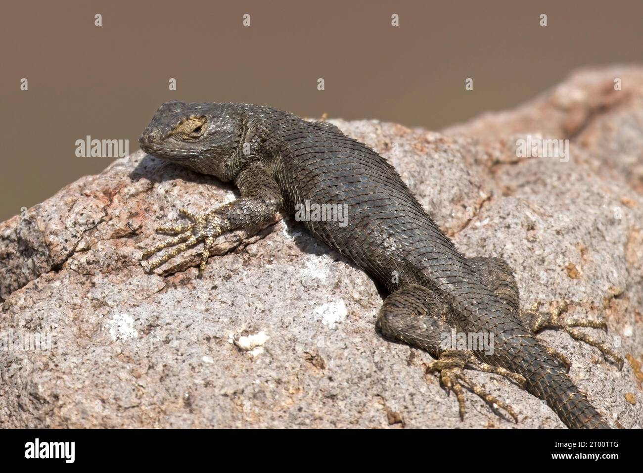 Close up of small lizard on a rock. Stock Photo