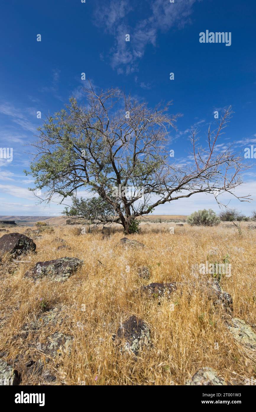 Small tree in rock strewn field of grass. Stock Photo