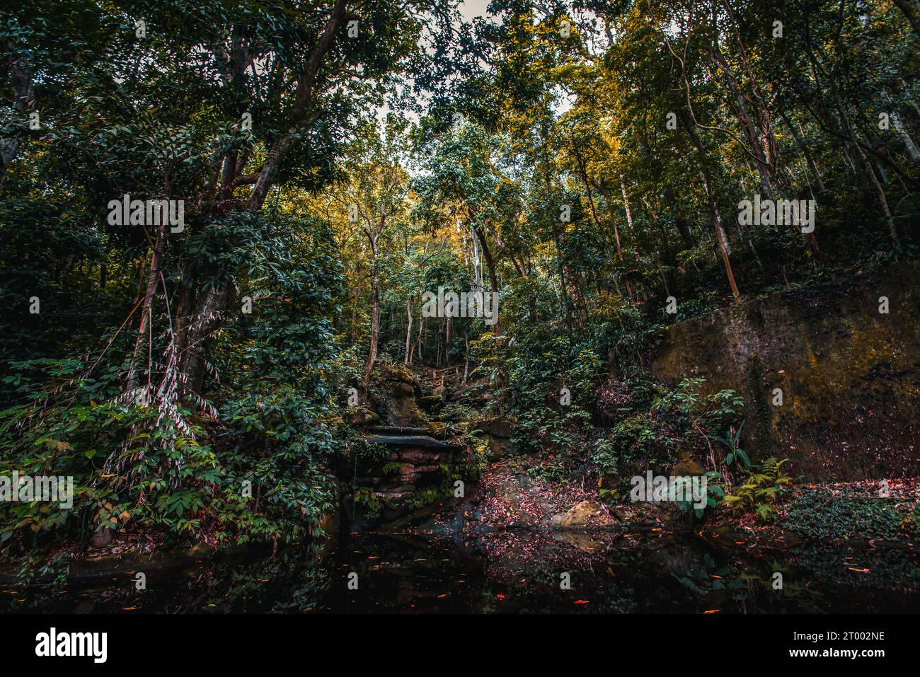 A Pond by the Woods in Parque Lage, Rio de Janeiro Stock Photo
