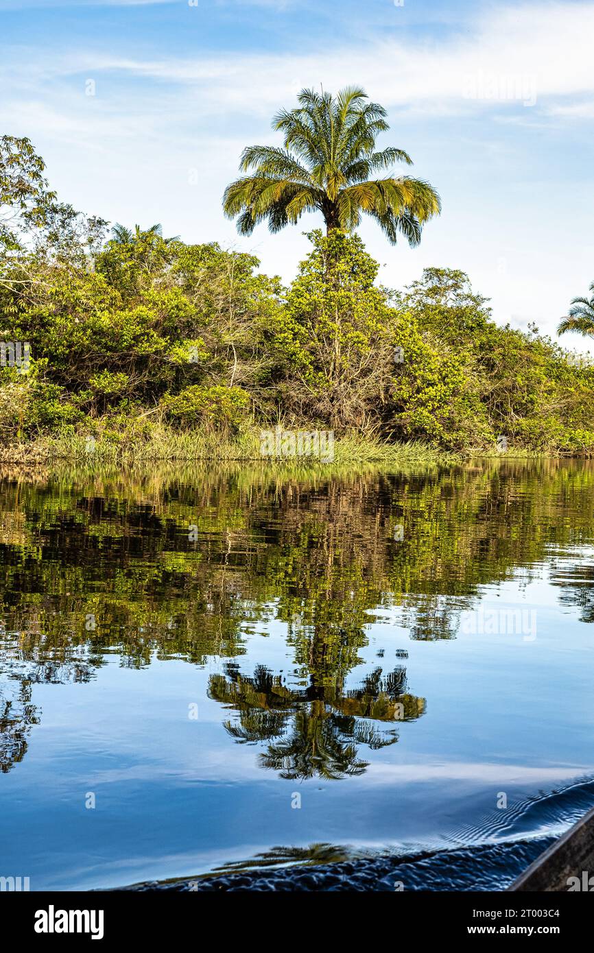 Canoe tour on the Pantanal Marimbus, waters of many rivers and abundant ...