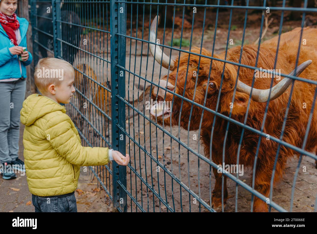 Outdoor portrait of kids taking care and feeding a cow on a farm. boy in zoo feeds buffalo Stock Photo