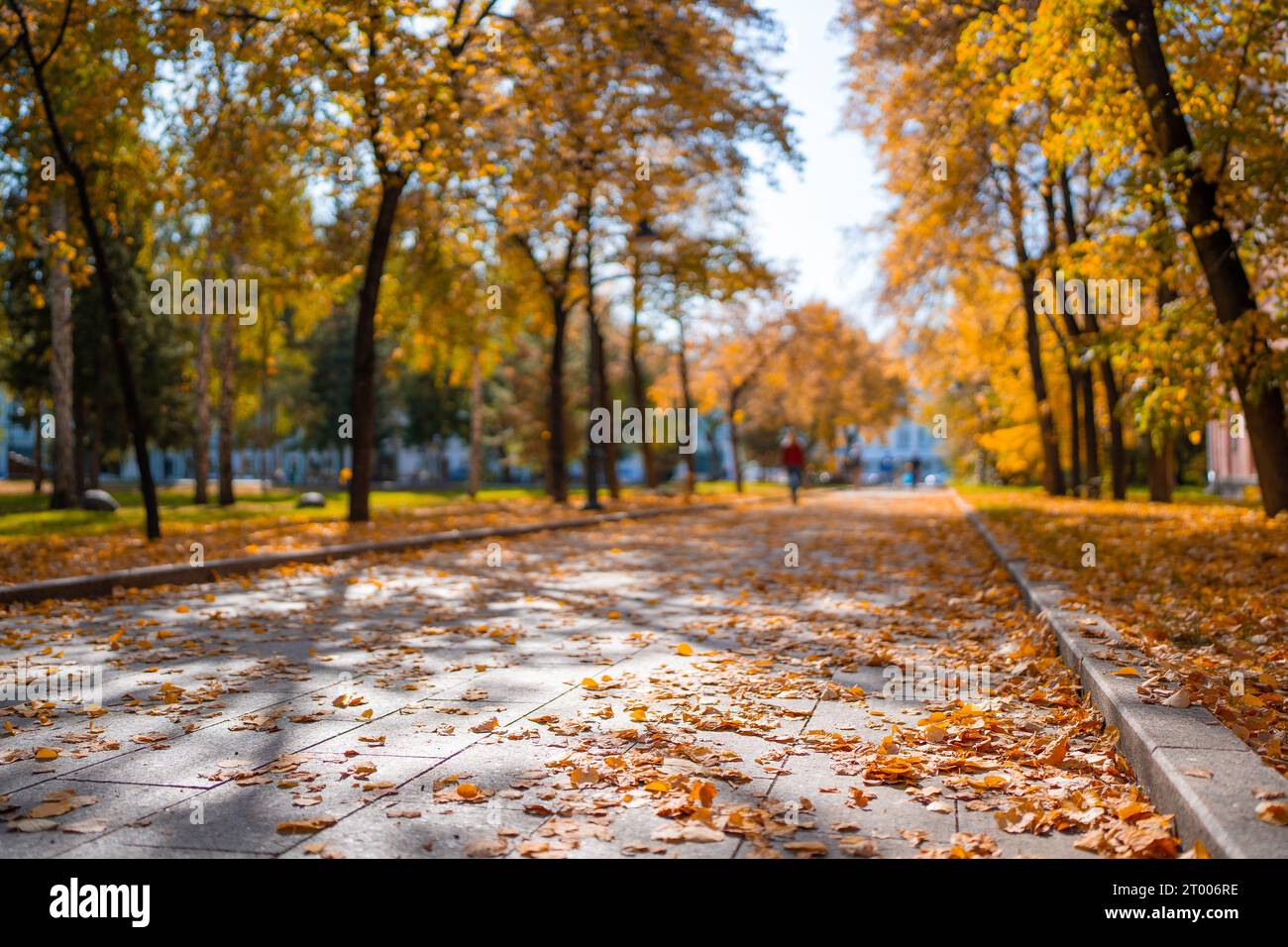 Pathway covered by yellow leaves in autumnal park. Beautiful park in ...