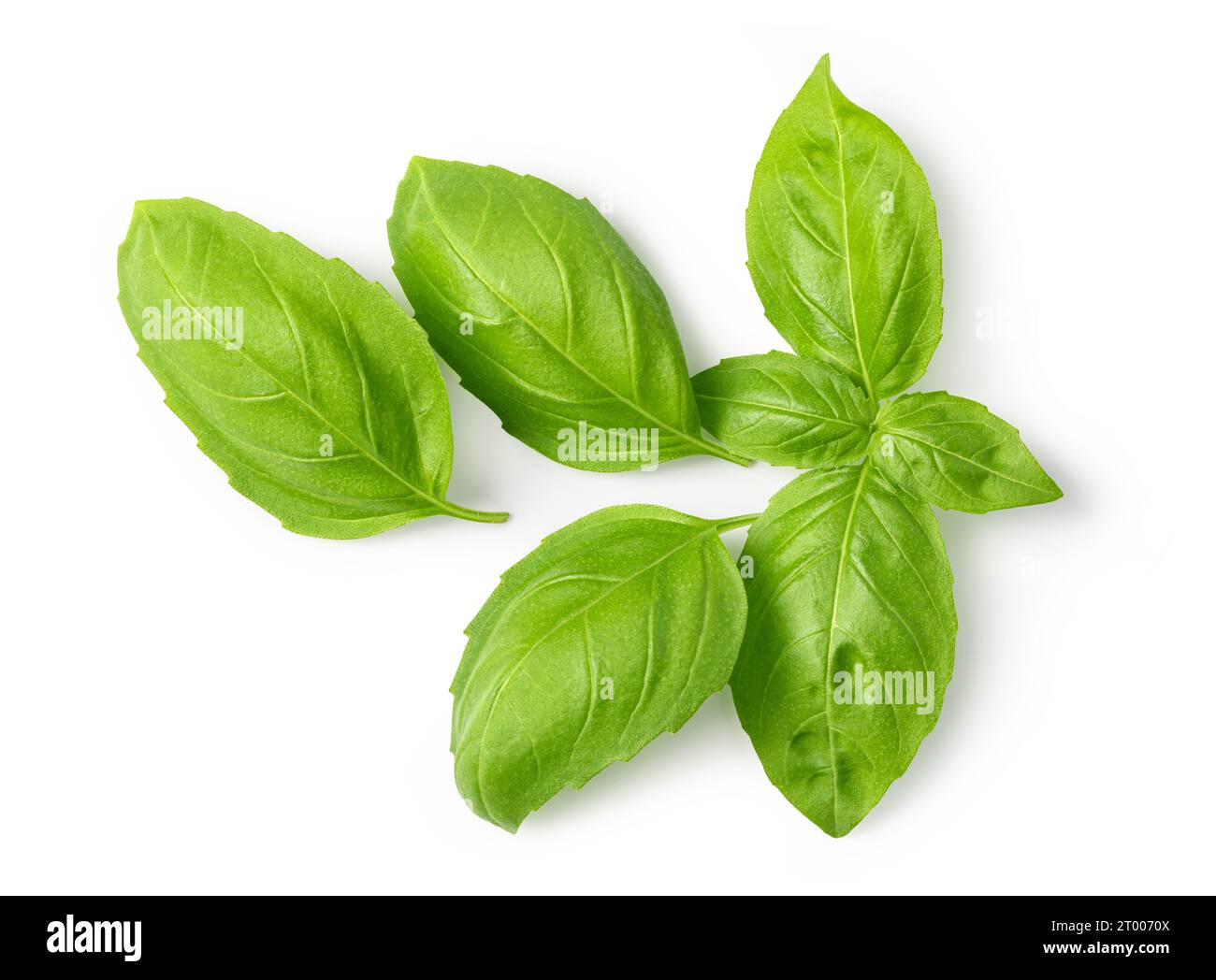 Fresh green basil leaves Stock Photo