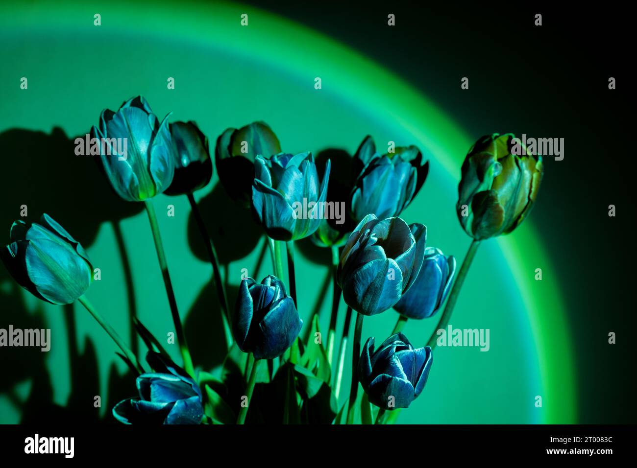 Beauty of the night flower hires stock photography and images Alamy