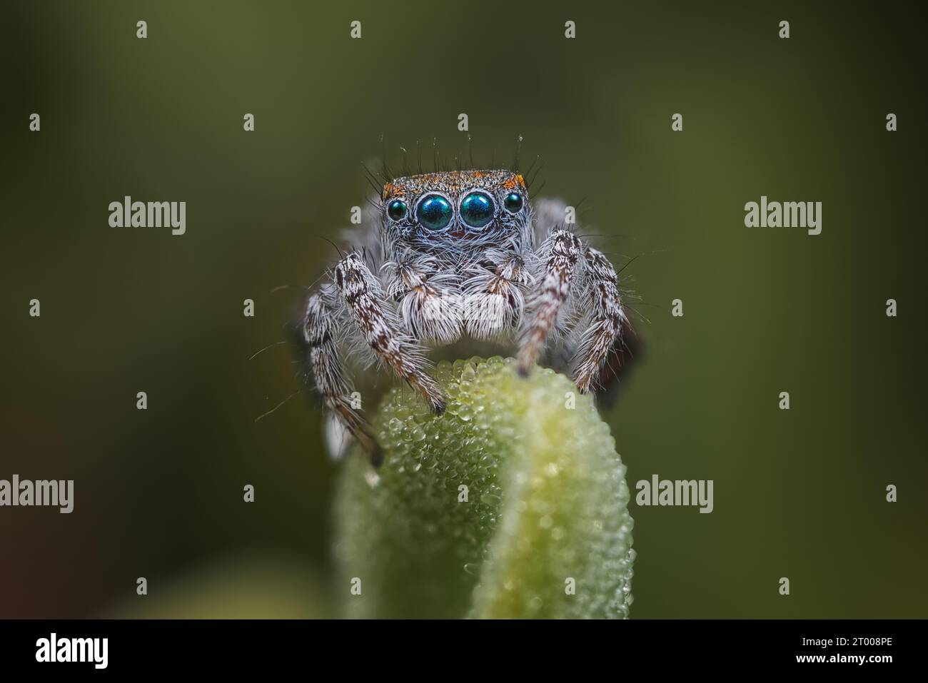 Male Peacock spider, Maratus speciosus (the Coastal Peacock Spider) displaying for a female Stock Photo