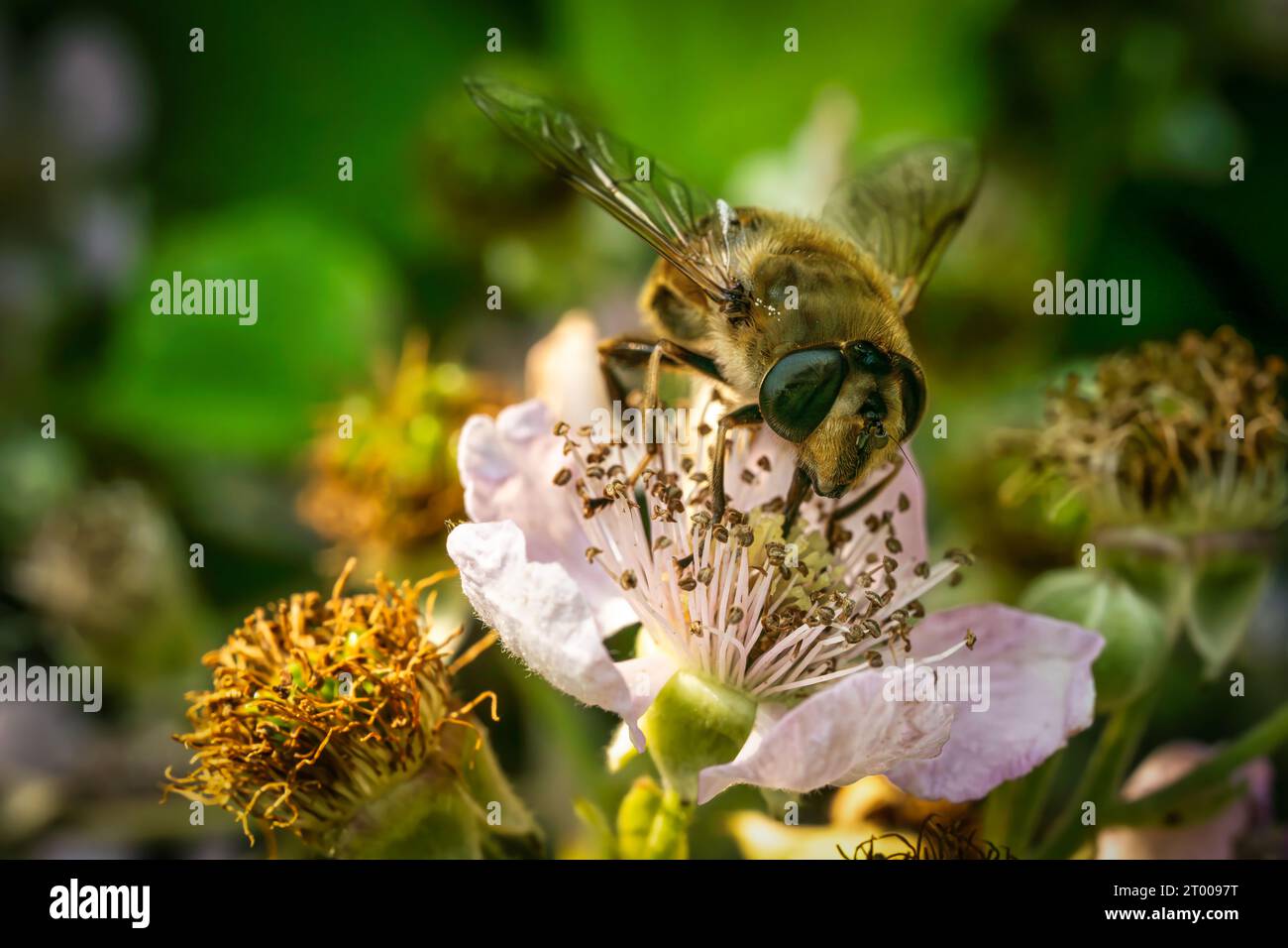 Busy pretty hi-res stock photography and images - Alamy