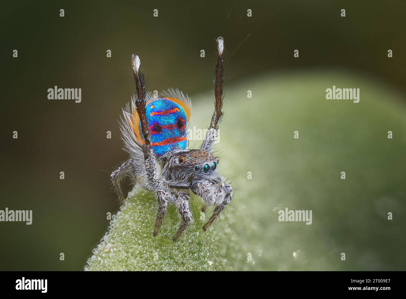 Male Peacock spider, Maratus speciosus (the Coastal Peacock Spider) displaying for a female Stock Photo