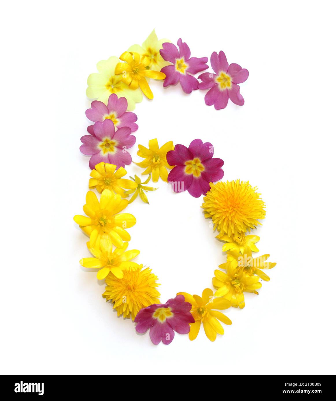 number made from freshly picked yellow, pink flowers. isolated on white background for birthday party, anniversary, sixty six hundred 6 60 Stock Photo