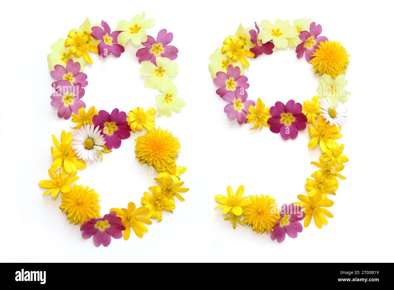 number made from freshly picked yellow, pink flowers. isolated on white background for birthday party, anniversary 89, 9, eighty-nine, eighty nine Stock Photo
