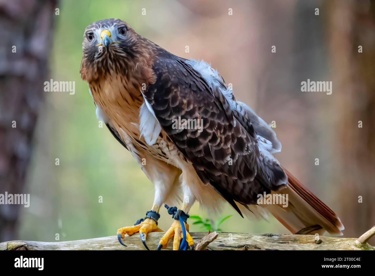 Red-Taled Hawk Sits Outdoors In Its Natural Environment Stock Photo