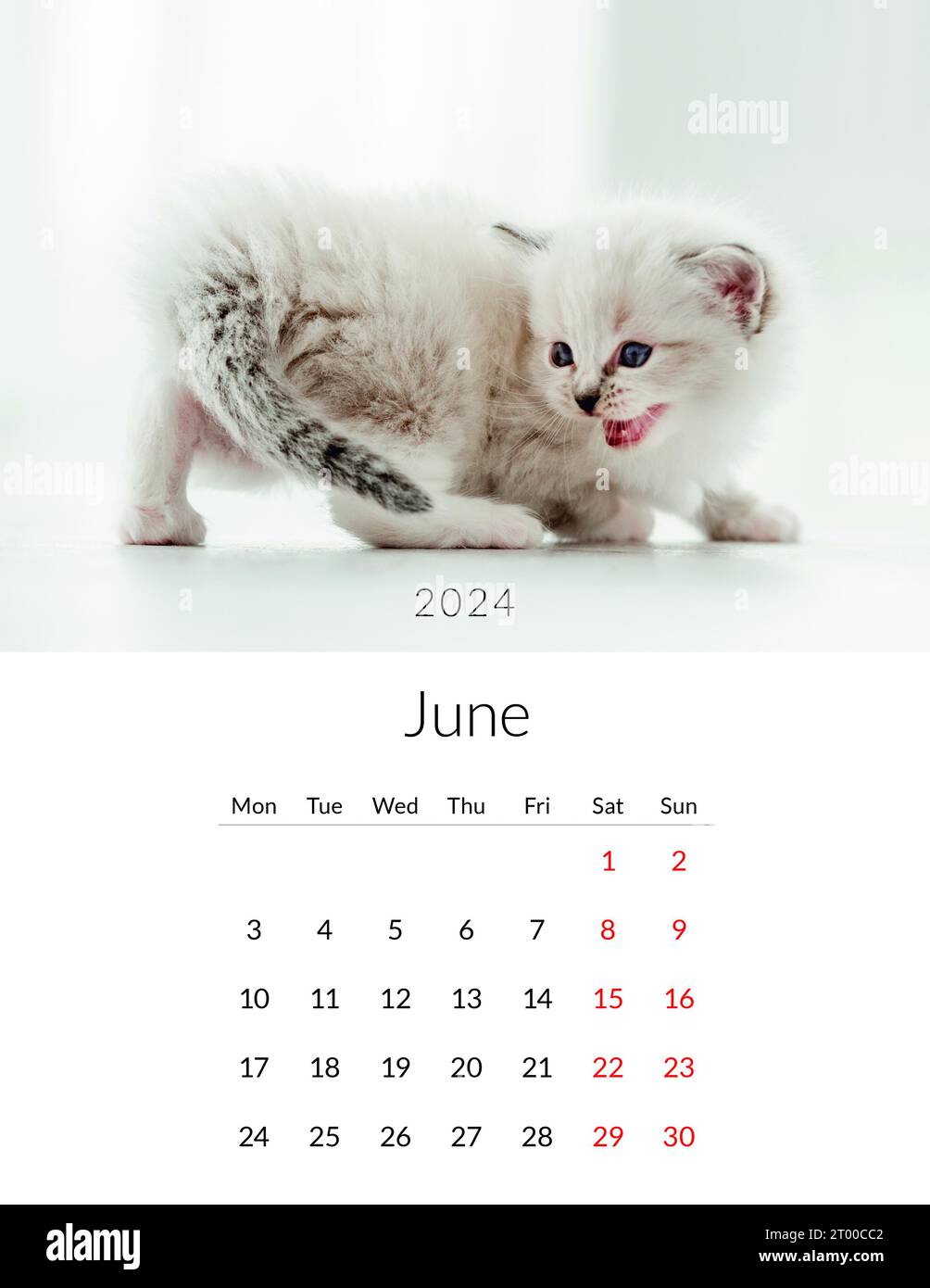 2024 Cute Cats Free Printable Monthly Calendar - Printables and Inspirations