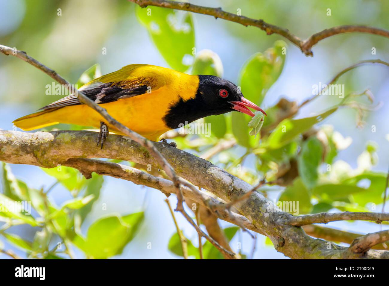 Black-headed oriole (Oriolus larvatus) perched in tree eating a larva insect, Kruger National Park, Mpumalanga, South Africa. Stock Photo