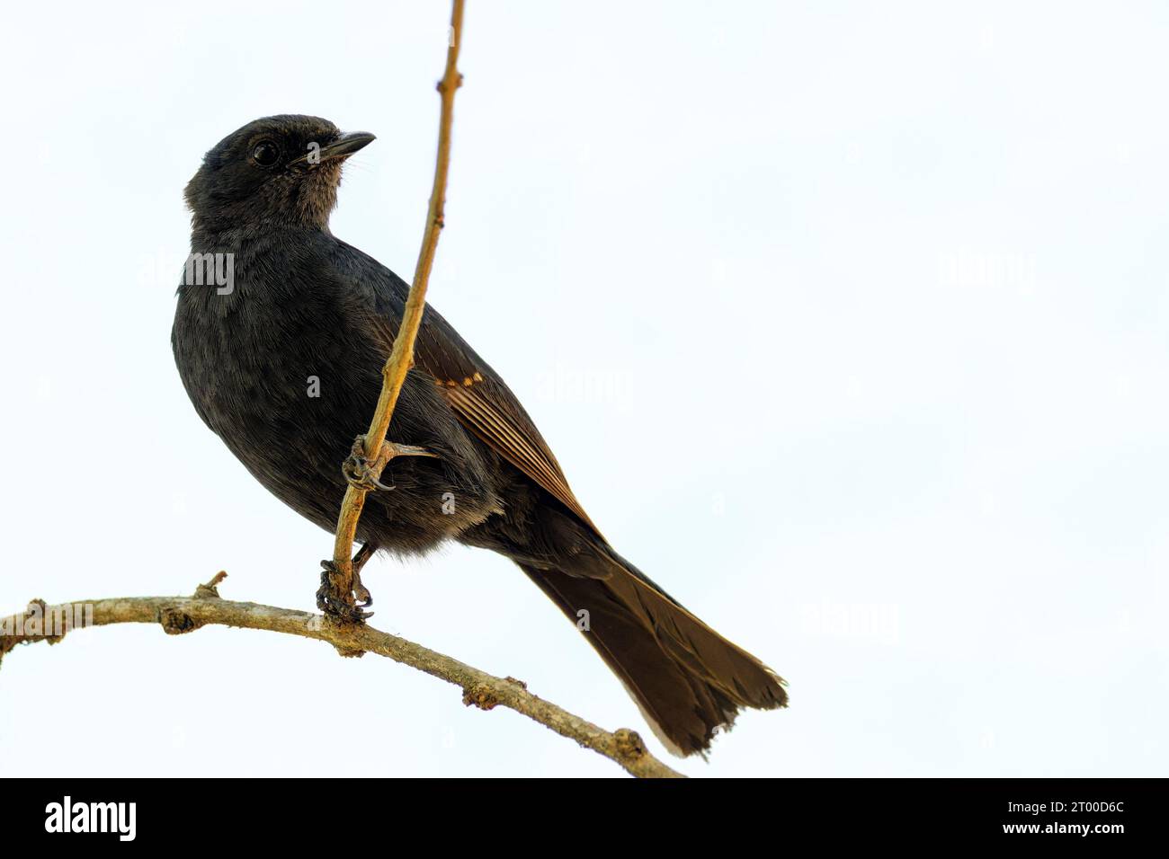 Southern black flycatcher (Melaenornis pammelaina) perched on a twig, Mpumalanga, South Africa. Stock Photo