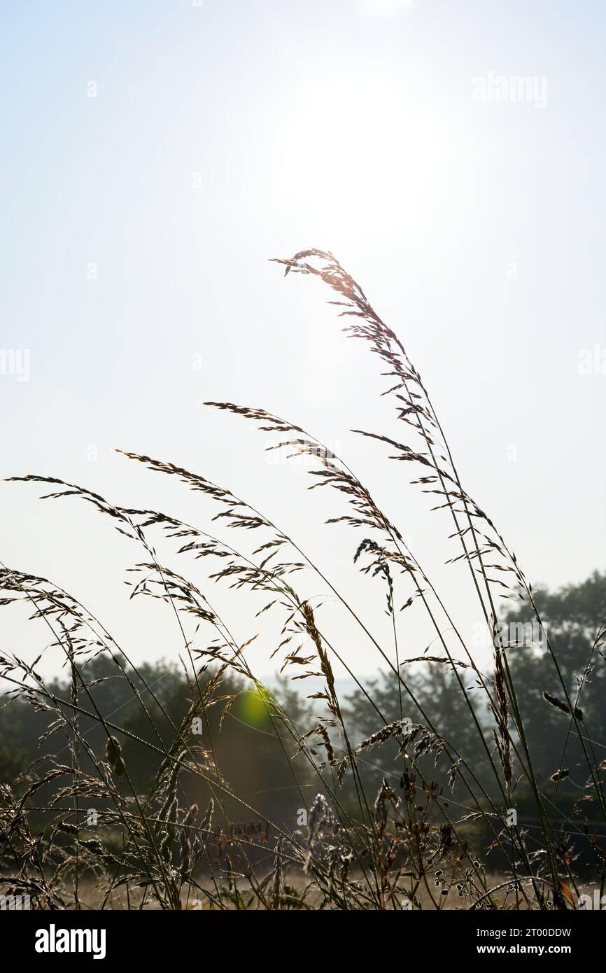 Grass seed head grasses hi-res stock photography and images - Alamy