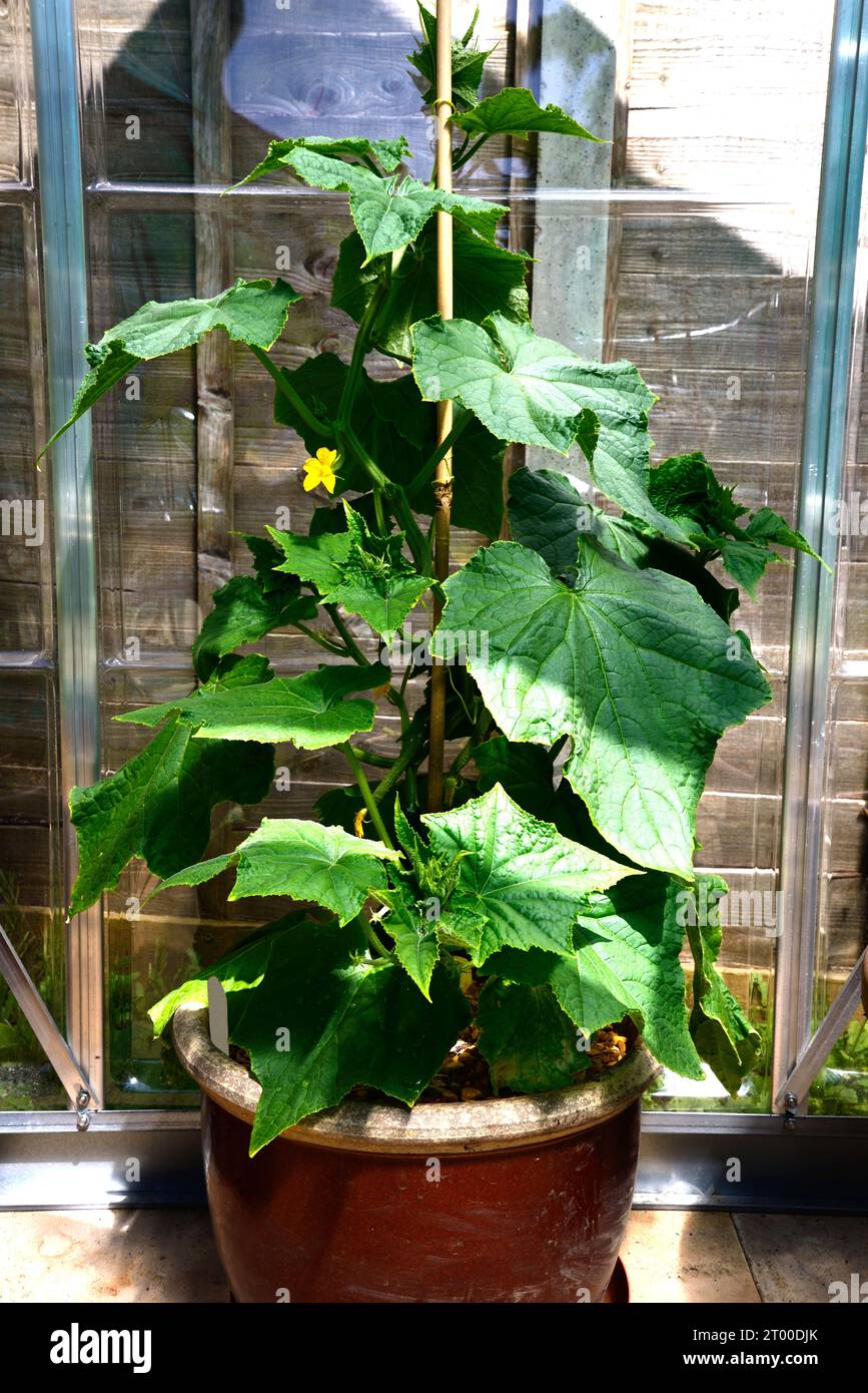 Femspot F1 cucumber plant growing in a greenhouse, Chard, Somerset, UK, Europe. Stock Photo