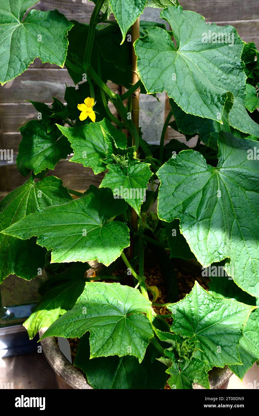 Femspot F1 cucumber plant growing in a greenhouse, Somerset, UK, Europe. Stock Photo