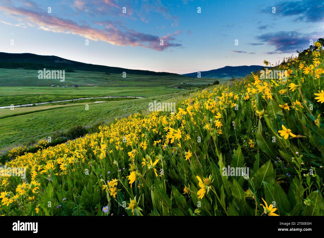 U s native wildflowers hi-res stock photography and images - Alamy