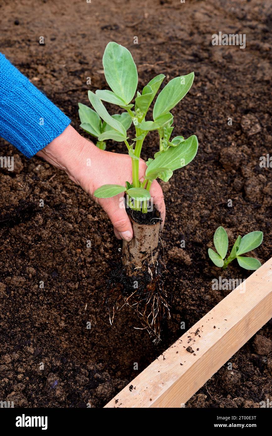 Planting out Broad bean seedlings (Vicia Faba) during the Springtime