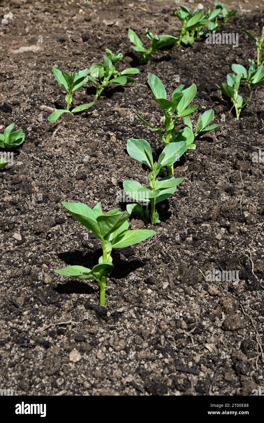Rows of Broad Bean seedlings planted in a veg plot in rows, Somerset, UK, Europe Stock Photo Alamy