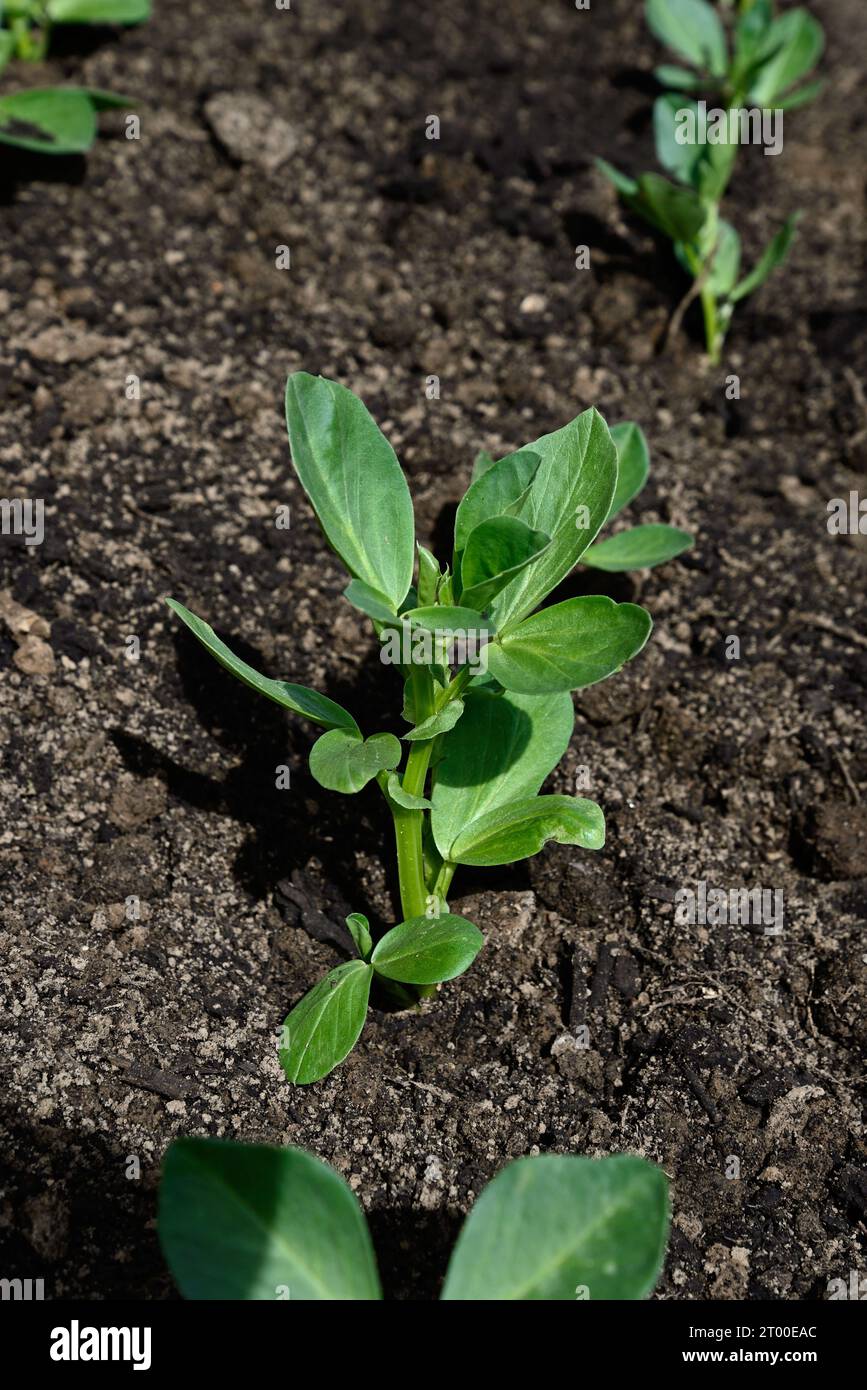Rows of Broad Bean seedlings planted in a veg plot in rows, Somerset, UK, Europe Stock Photo Alamy