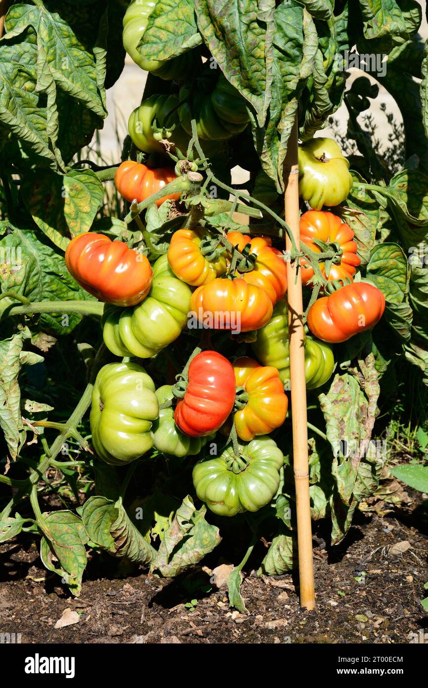 Costoluto Fiorentino tomatoes growing on the vine in a garden veg plot, UK, Europe, Stock Photo