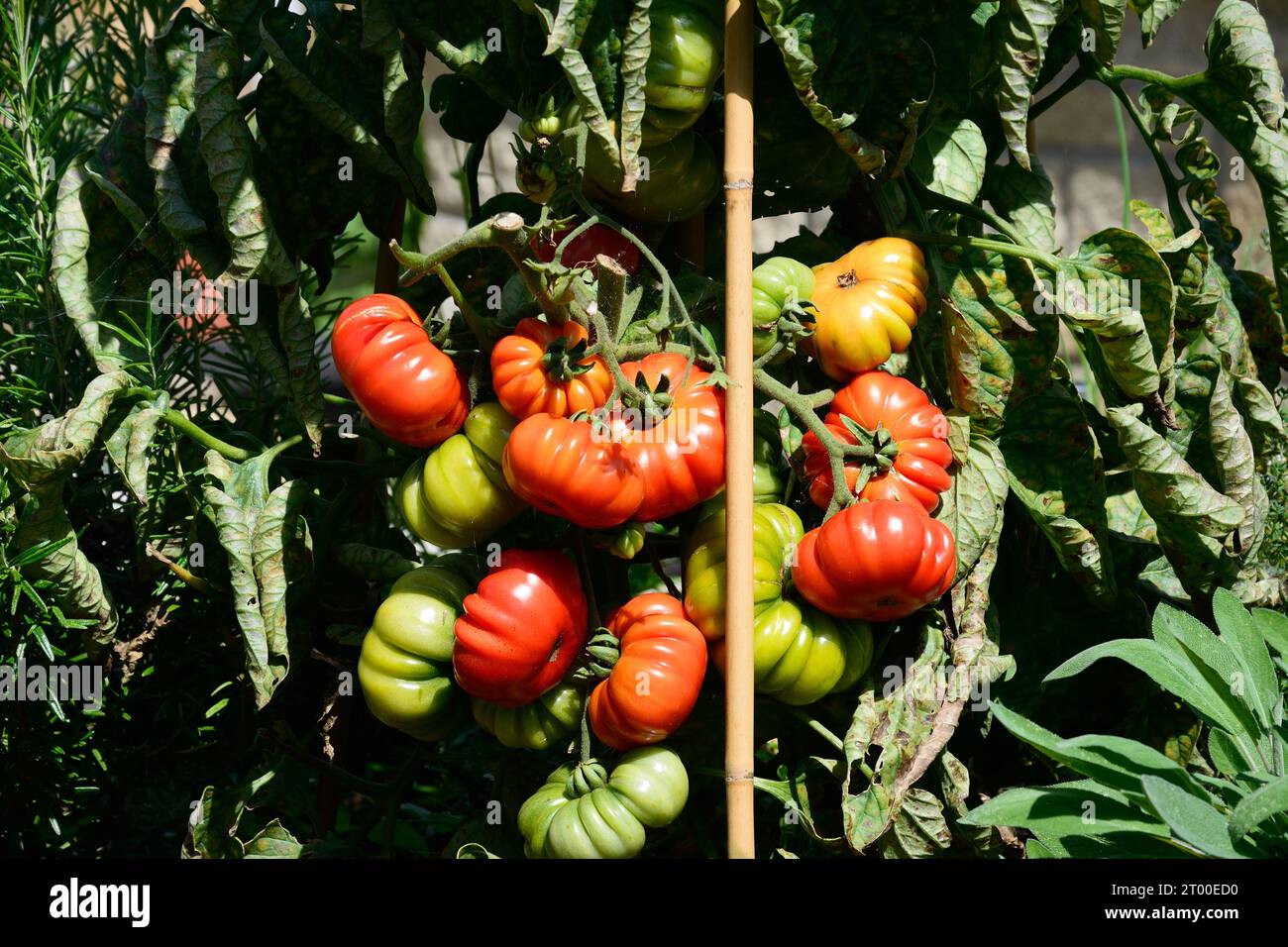 Costoluto Fiorentino tomatoes growing on the vine in a garden veg plot, UK, Europe, Stock Photo
