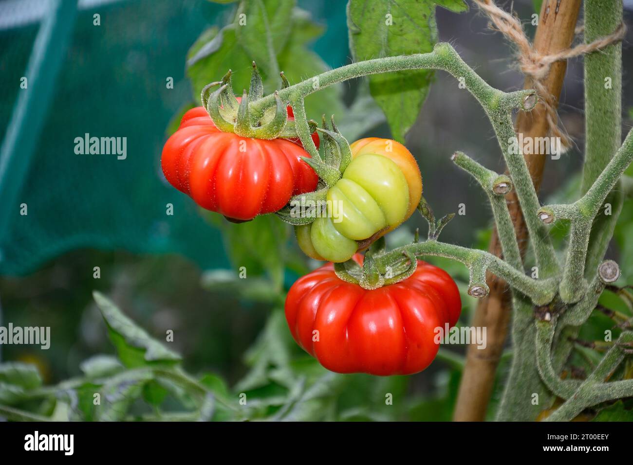 Costoluto Fiorentino tomatoes growing on the vine in a greenhouse, UK, Europe, Stock Photo