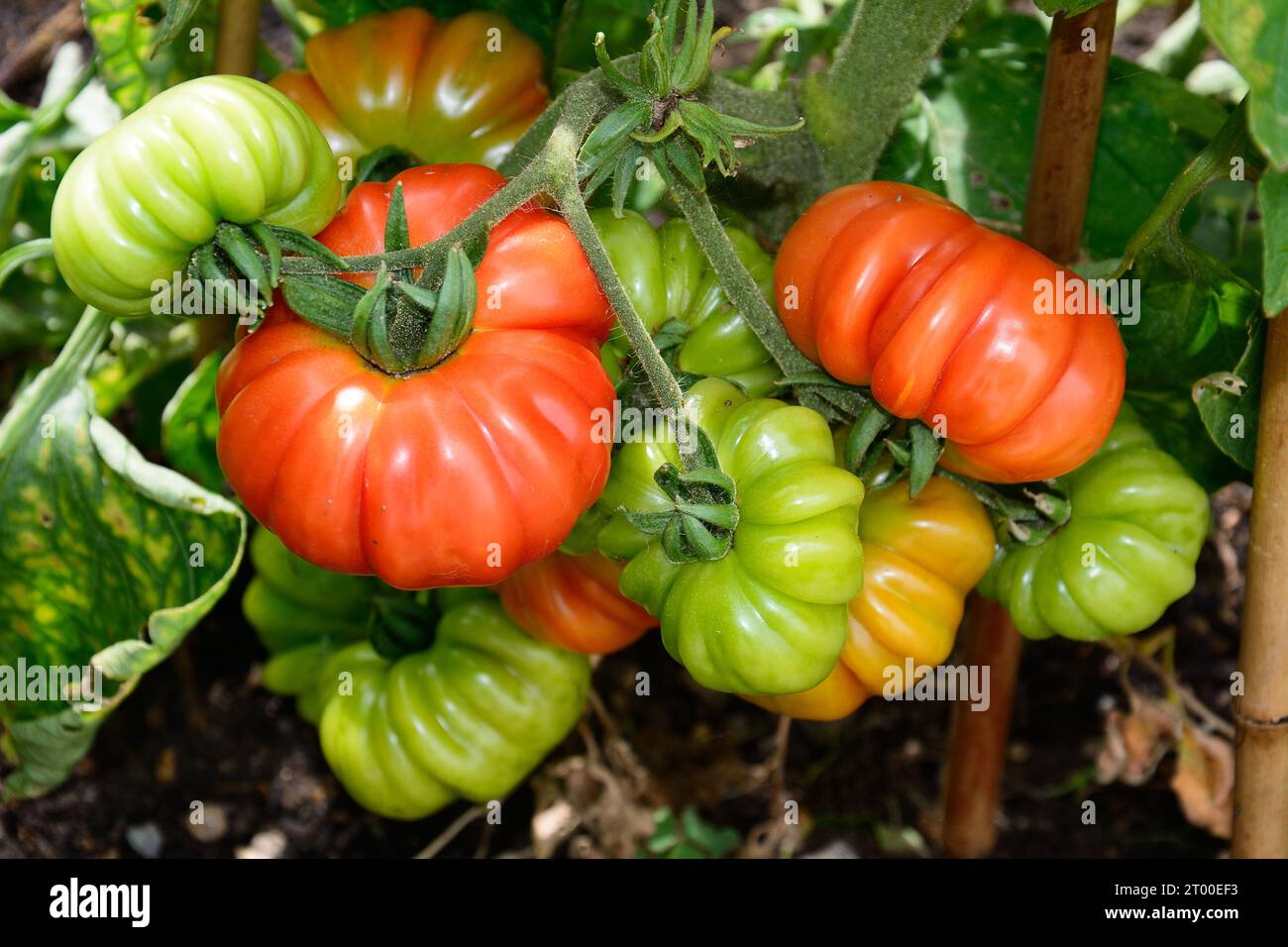 Costoluto Fiorentino tomatoes growing on the vine in a garden veg plot, UK, Europe Stock Photo