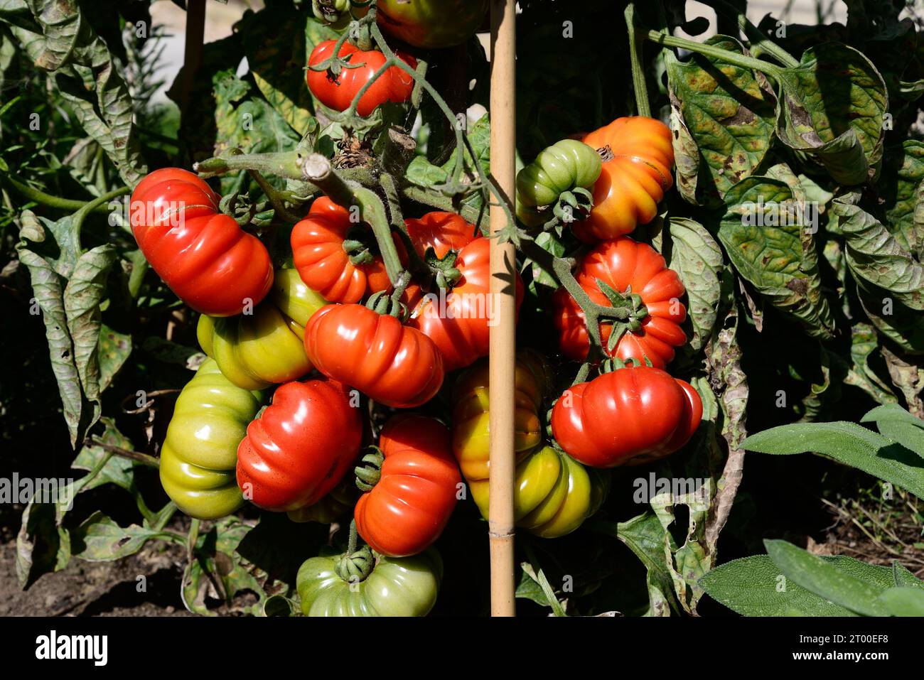 Costoluto Fiorentino tomatoes growing on the vine in a garden veg plot, UK, Europe Stock Photo