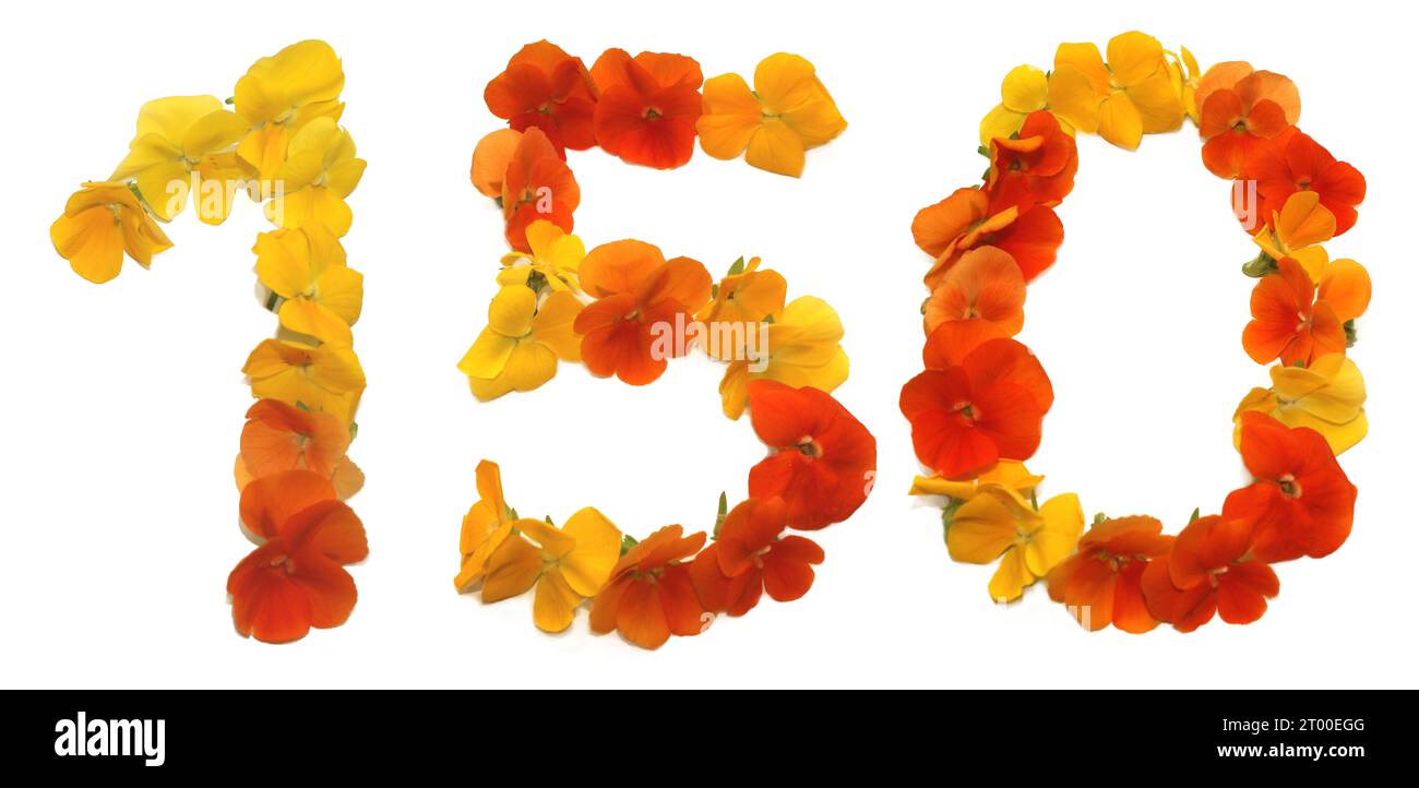 number made from freshly picked yellow, orange, red, flowers. isolated on white background for birthday party, anniversary, 150, 1, 5, 0 Stock Photo