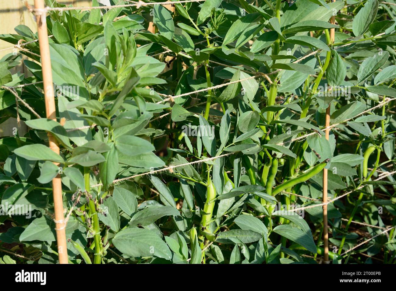 Uk row broad bean hi-res stock photography and images - Alamy