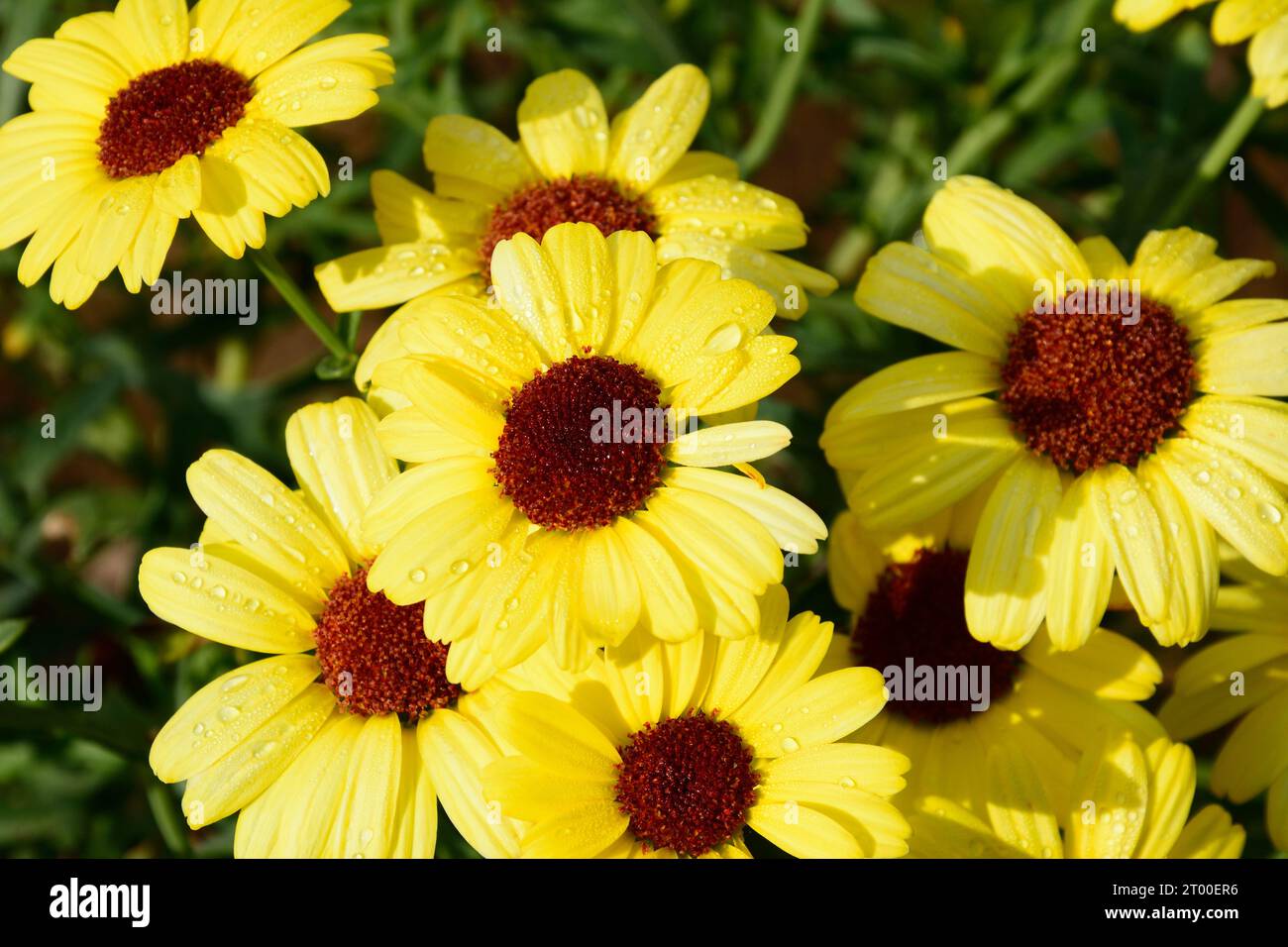 Yellow Marguerite daisy bush in full bloom (Argyranthemum), Somerset