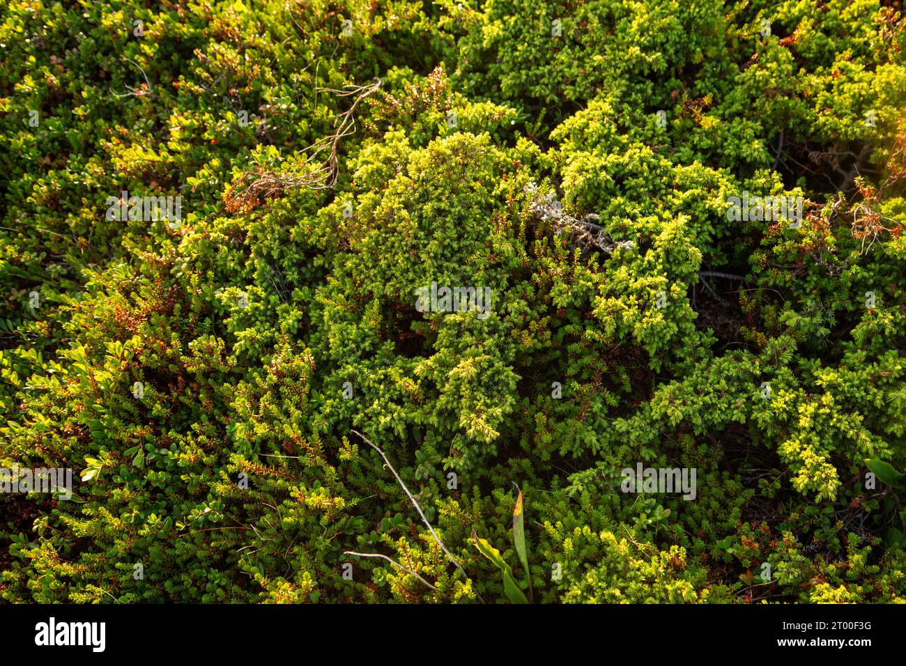 Low growing juniper in the tundra, view from above. Natural background. Stock Photo