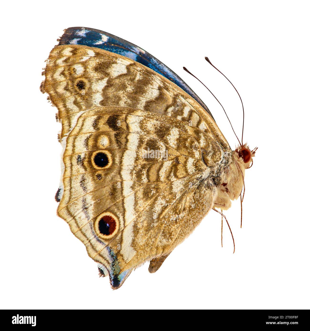 Butterfly isolated on white background. Junonia rhadama Stock Photo