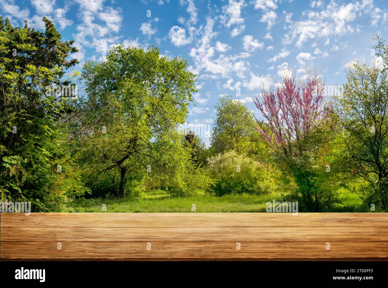 Green park  and old wooden board.  Spring or summer natural background Stock Photo