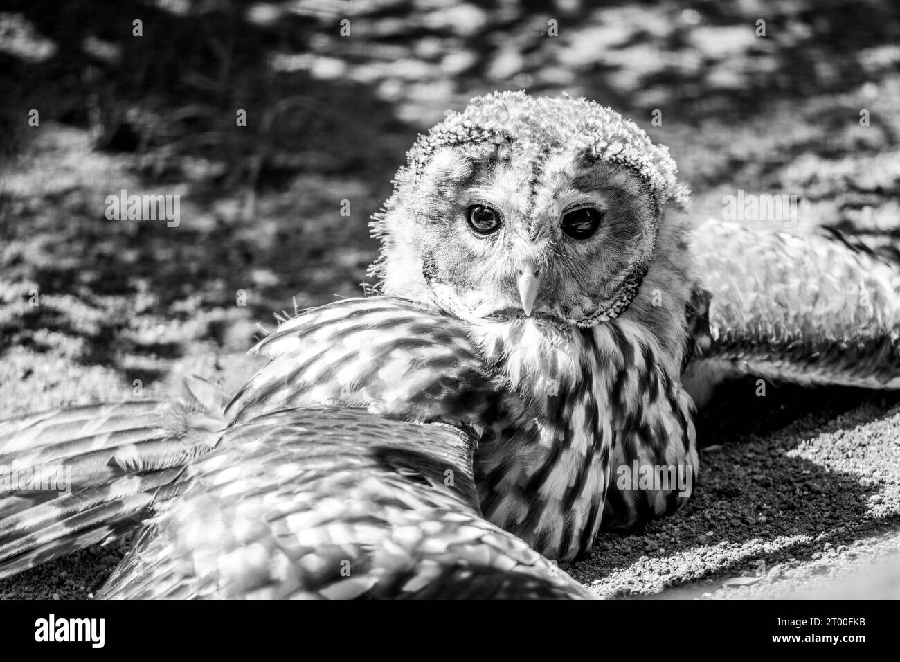 Ural owl, Strix uralensis, large nocturnal owl sitting on the ground. Black and white photography. Stock Photo