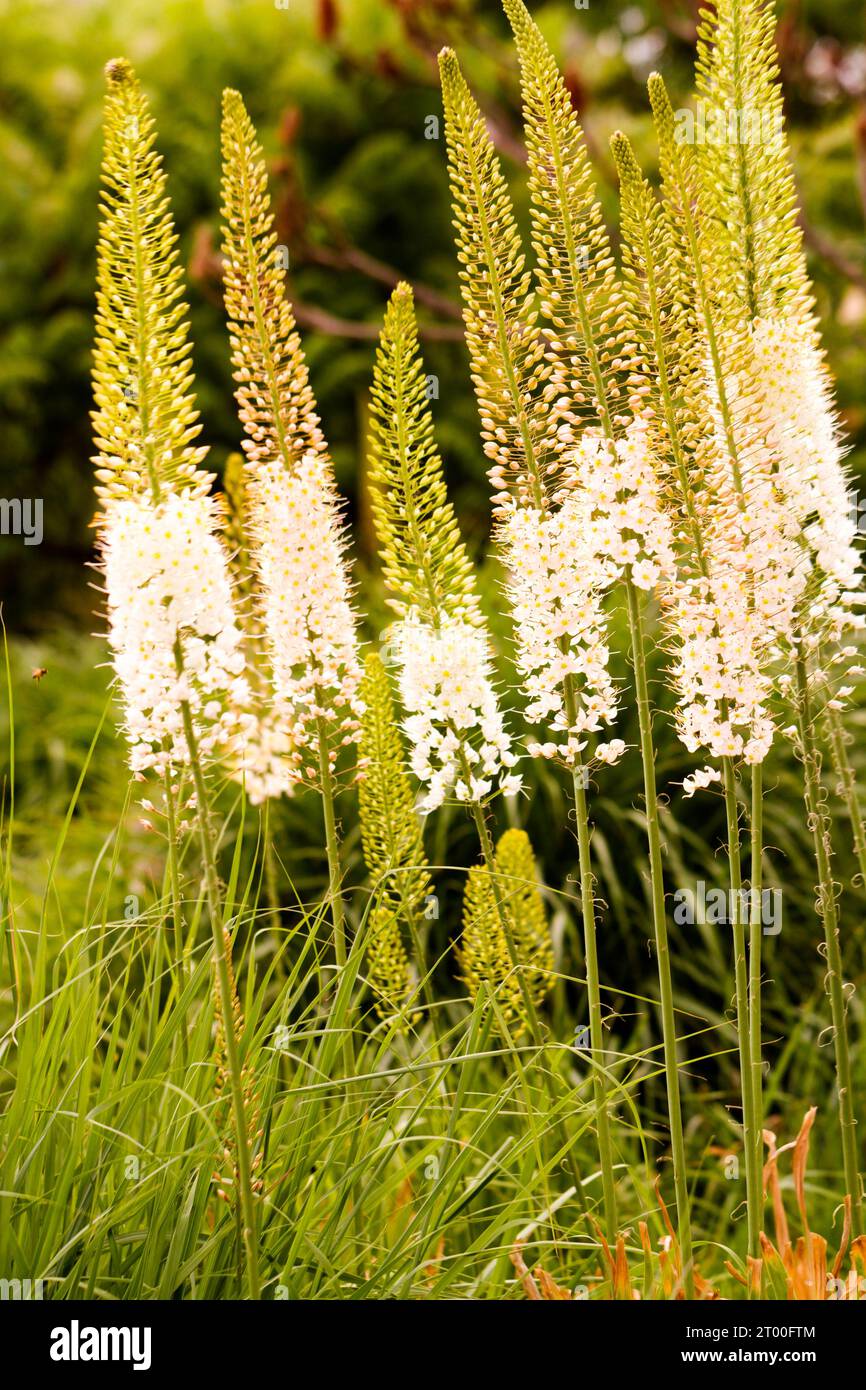 Tall thin flowers hi-res stock photography and images - Alamy