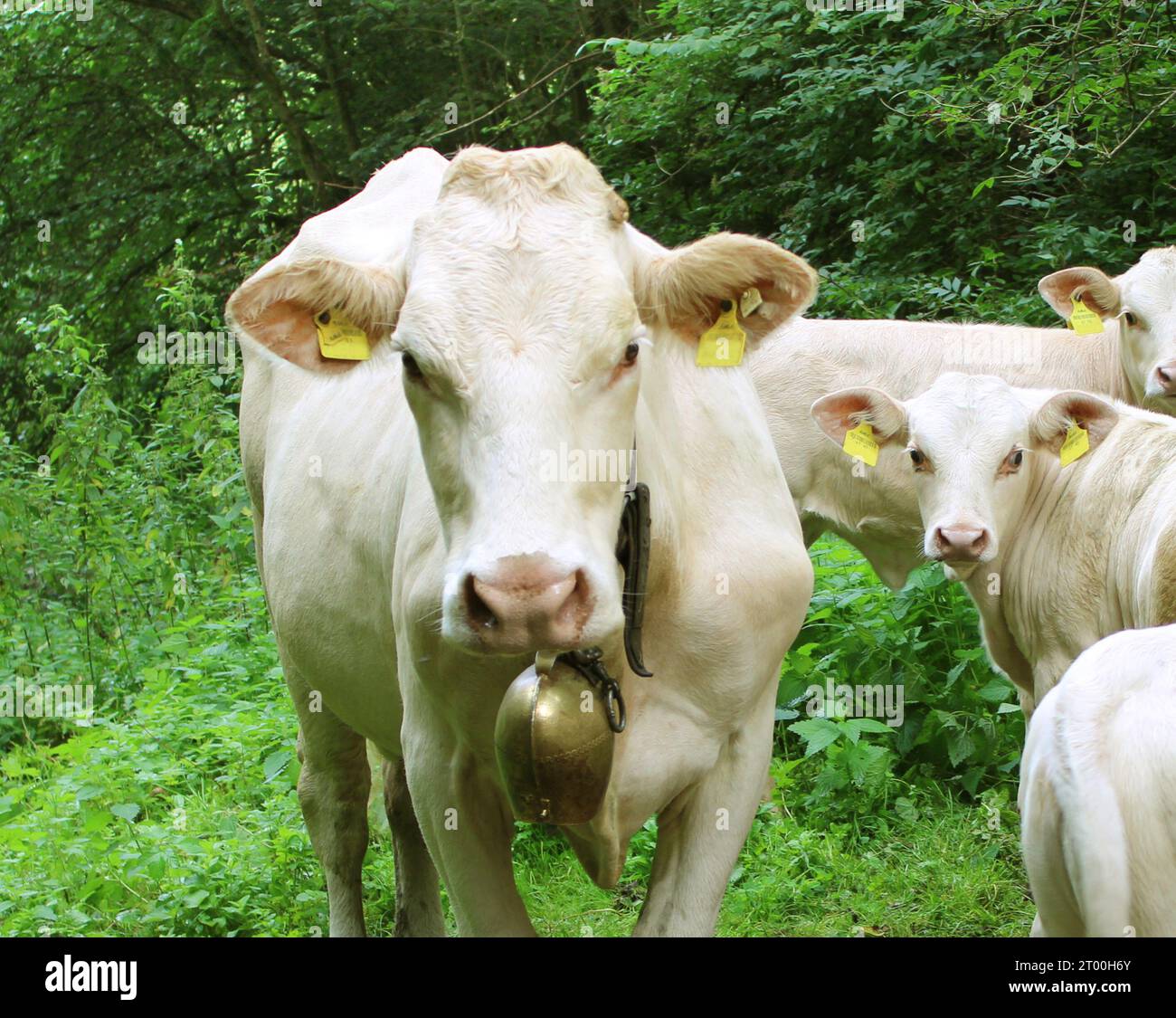the Kärntner Blondvieh is an austrian rare farm animal breed, blonde almost white-haired cows drink in the green woods creek in austria Stock Photo