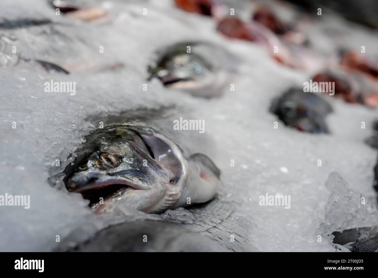 Fresh Seafood On Ice At An Open Air Market Stock Photo